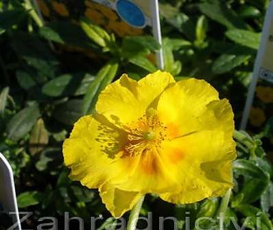Helianthemum Sterntaler