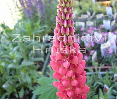 Lupinus My Castle