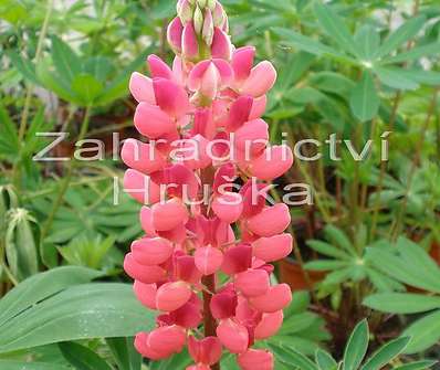 Lupinus My Castle