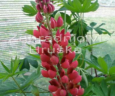 Lupinus My Castle