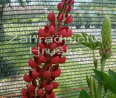 Lupinus My Castle