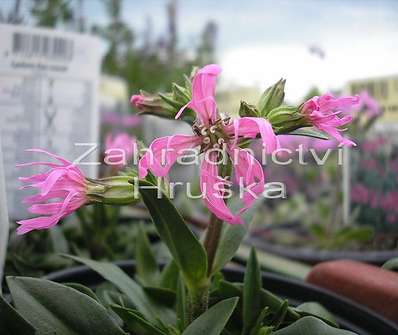 Lychnis flos-cuculi Nana