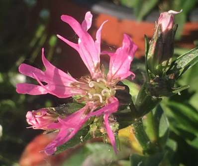 Lychnis flos-cuculi Nana