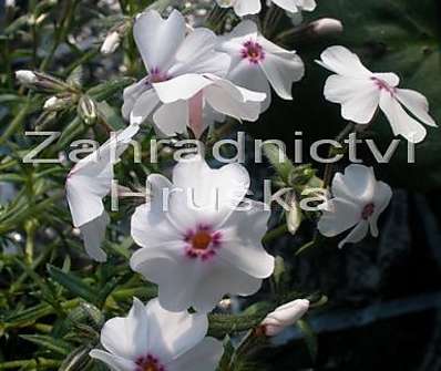 Phlox subulata Amazing Grace
