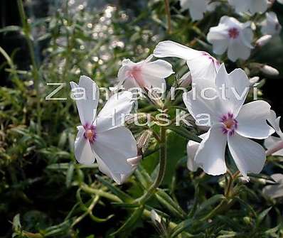 Phlox subulata Amazing Grace