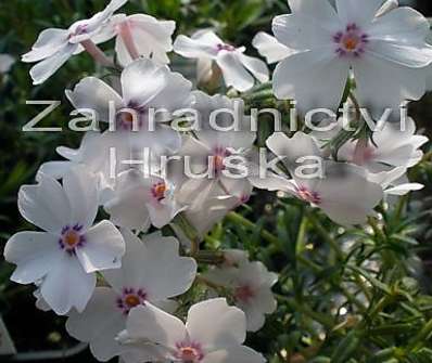 Phlox subulata Amazing Grace