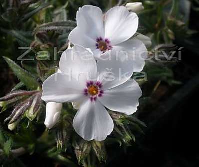 Phlox subulata Amazing Grace