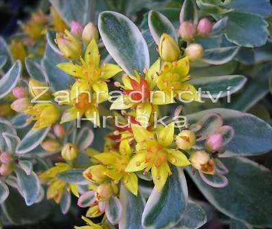 Sedum kam. Variegatum