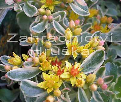 Sedum kam. Variegatum