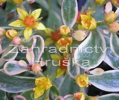 Sedum kam. Variegatum