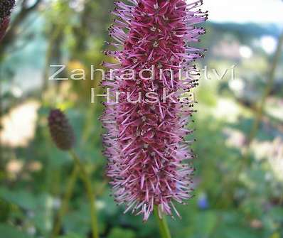 Sanguisorba obtusa