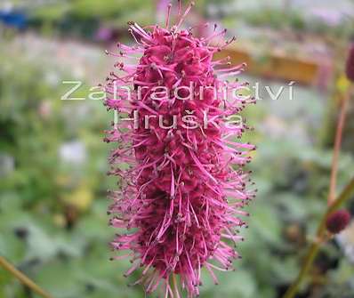 Sanguisorba obtusa