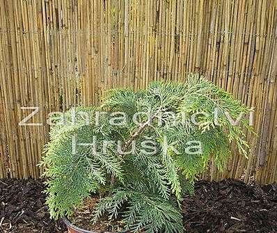 cypřišek - Chamaecyparis lawsoniana 'Kelleriis Gold'