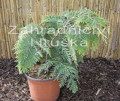 cypřišek - Chamaecyparis lawsoniana 'Kelleriis Gold'