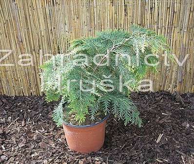 cypřišek - Chamaecyparis lawsoniana 'Kelleriis Gold'