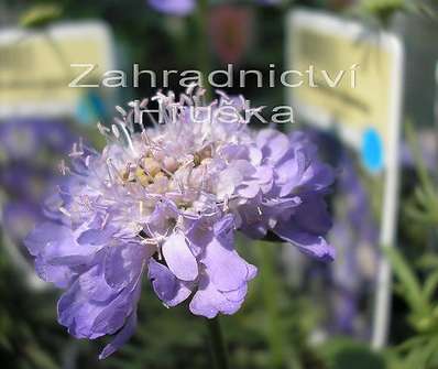 Scabiosa jap. var. alpina