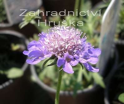 Scabiosa jap. var. alpina