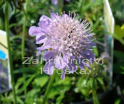 Scabiosa jap. var. alpina