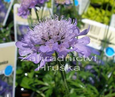 Scabiosa jap. var. alpina