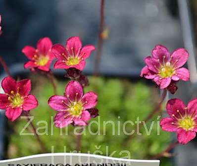 Saxifraga arendsii Peter Pan