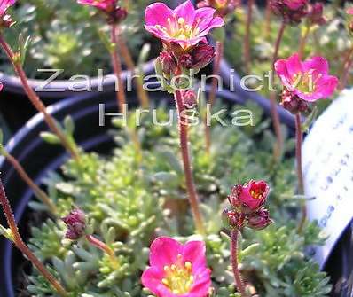 Saxifraga arendsii Peter Pan