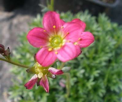 Saxifraga arendsii Peter Pan
