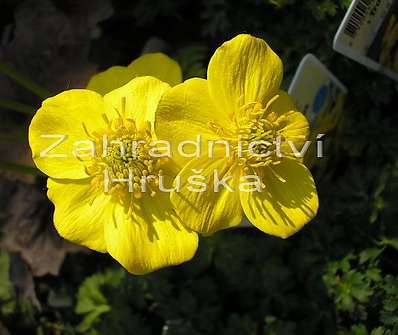 Trollius pumilus