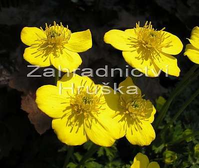 Trollius pumilus