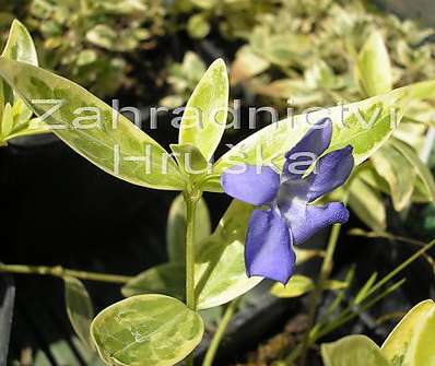 Vinca minor Argenteovariegata