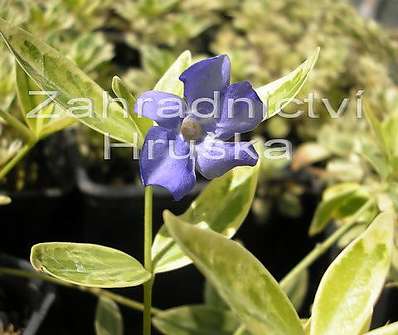 Vinca minor Argenteovariegata