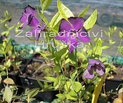 Vinca minor Atropurpurea