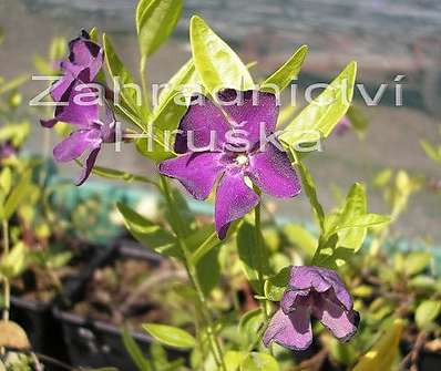 Vinca minor Atropurpurea
