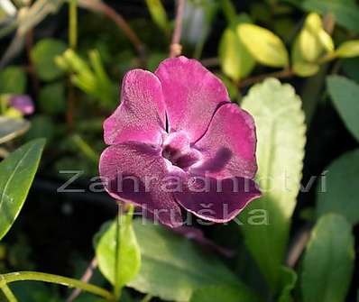 Vinca minor Atropurpurea