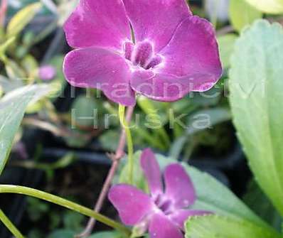 Vinca minor Atropurpurea