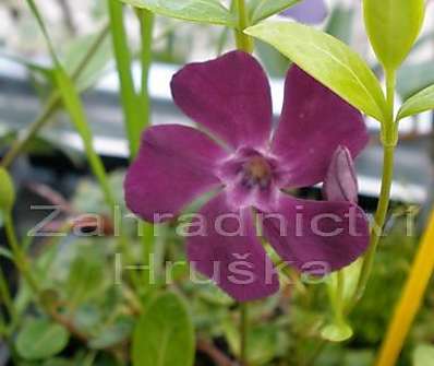 Vinca minor Atropurpurea