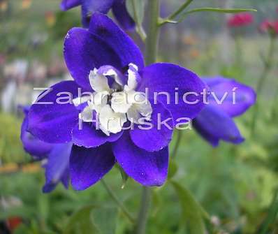 Delphinium King Arthur