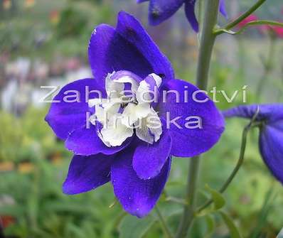 Delphinium King Arthur