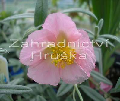 Helianthemum