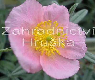 Helianthemum