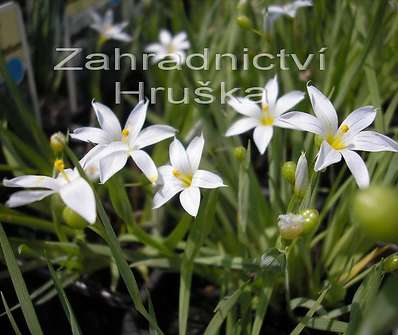 Sisyrinchium angustifolium Album