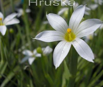 Sisyrinchium angustifolium Album