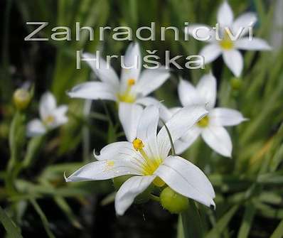 Sisyrinchium angustifolium Album