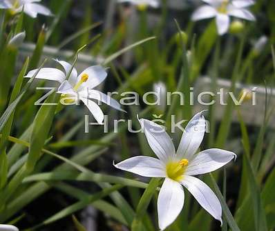 Sisyrinchium angustifolium Album