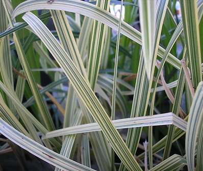 Glyceria maxima Variegata