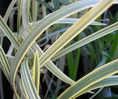 Glyceria maxima Variegata