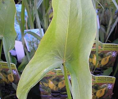 Sagittaria sagittifolia