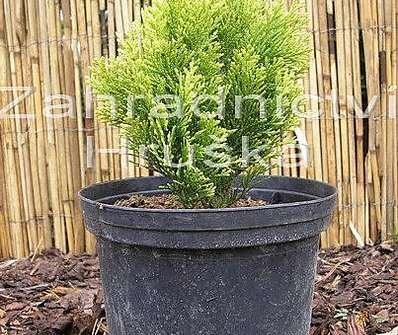cypřišek - Chamaecyparis lawsoniana 'Minima Glauca'