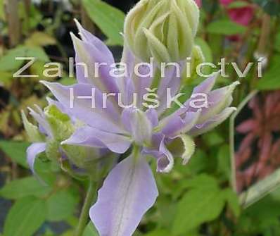 plamének - Clematis 'Denny ´s Double'