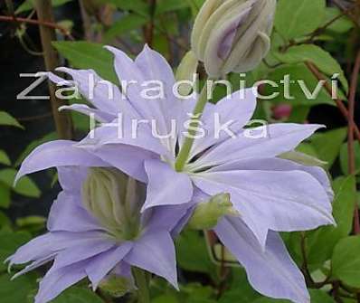 plamének - Clematis 'Denny ´s Double'