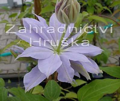 plamének - Clematis 'Denny ´s Double'